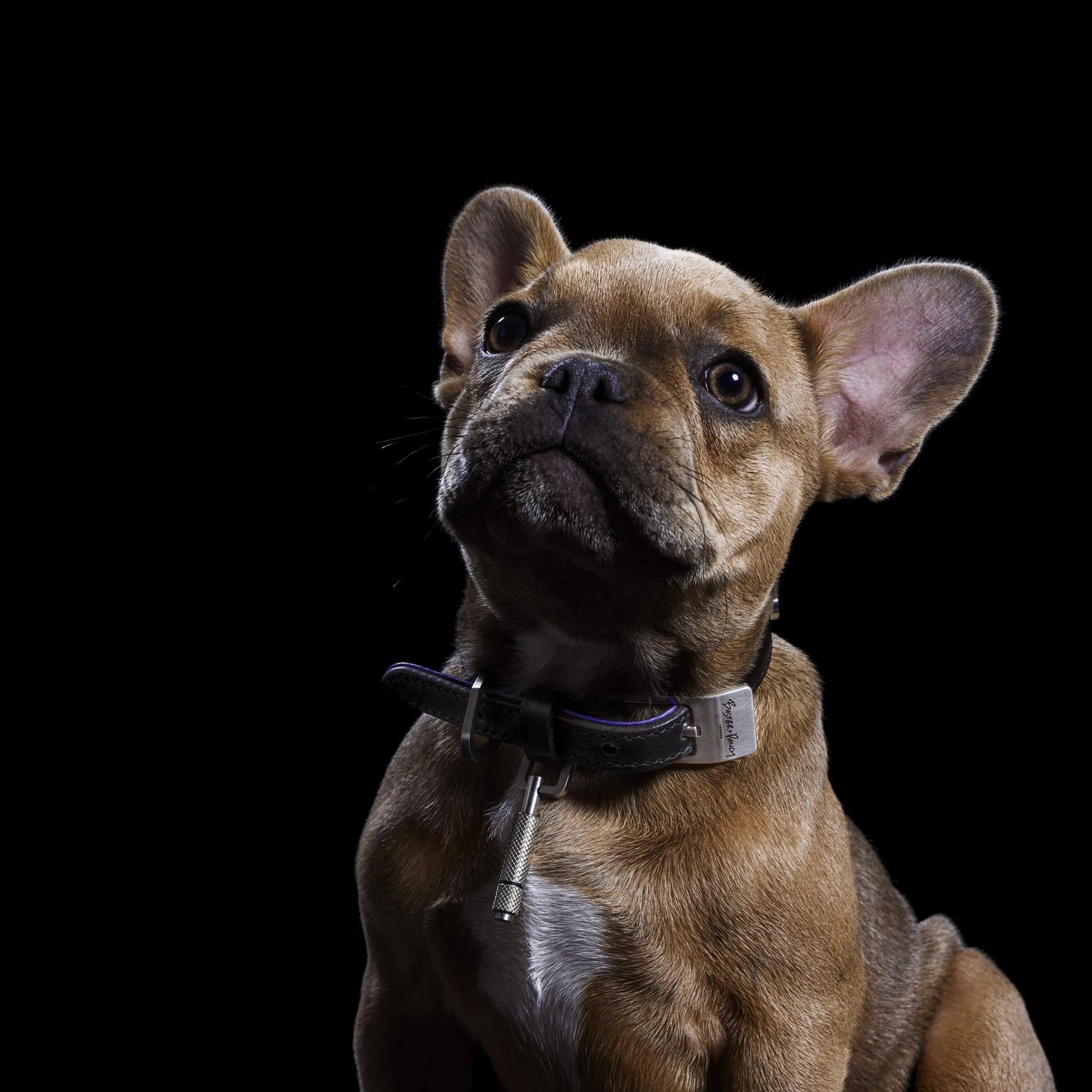 Buster Black and Purple Dog Collar