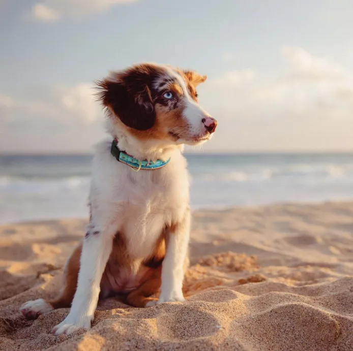 Collar | Coastal