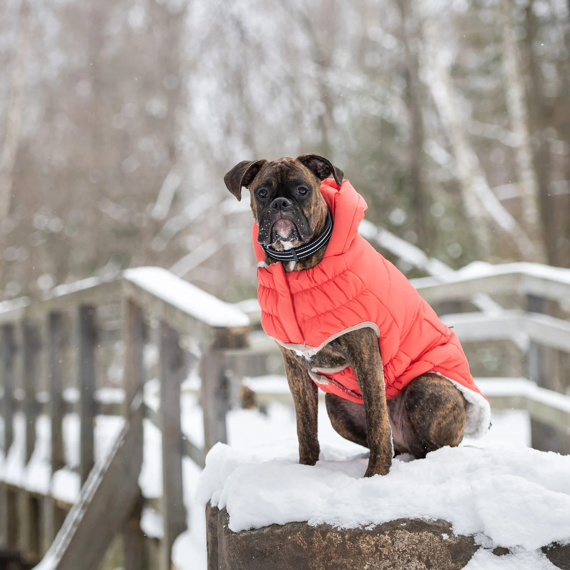 InFiber™ Nordic Dog Parka | Cayenne