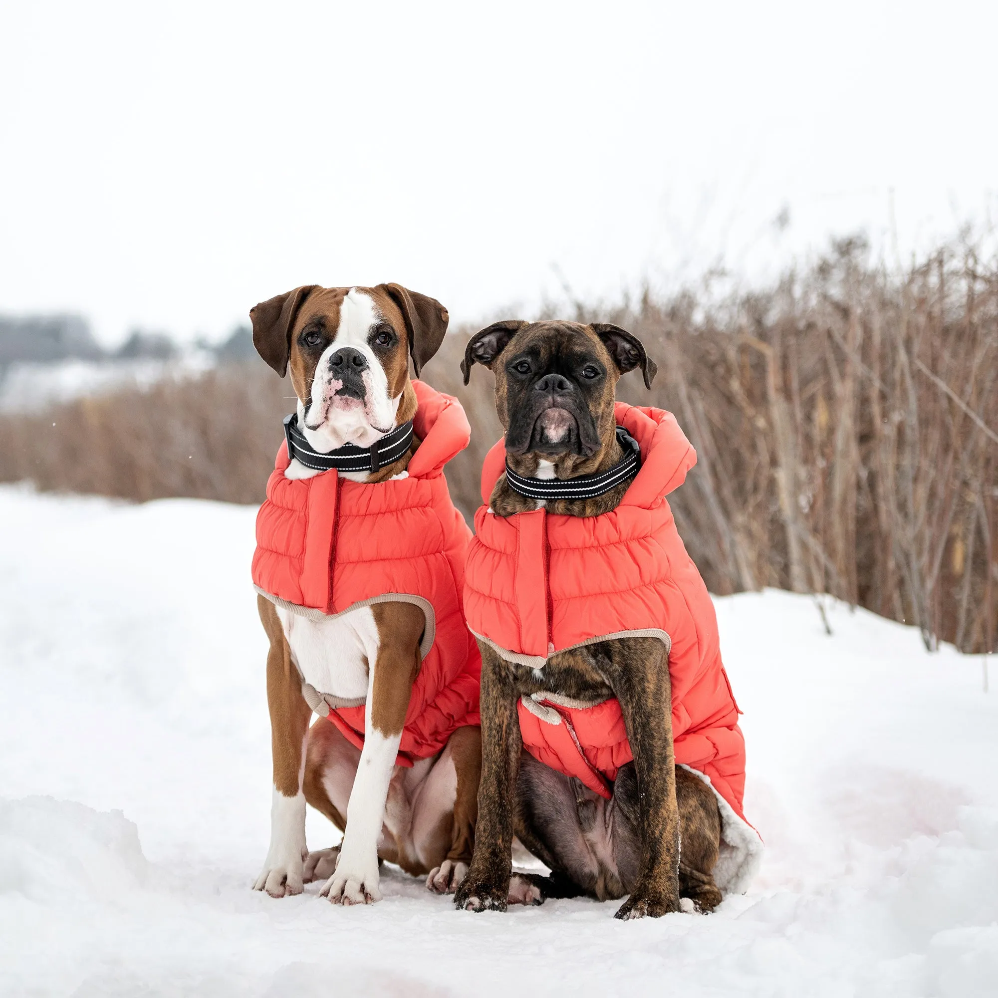 InFiber™ Nordic Dog Parka | Cayenne