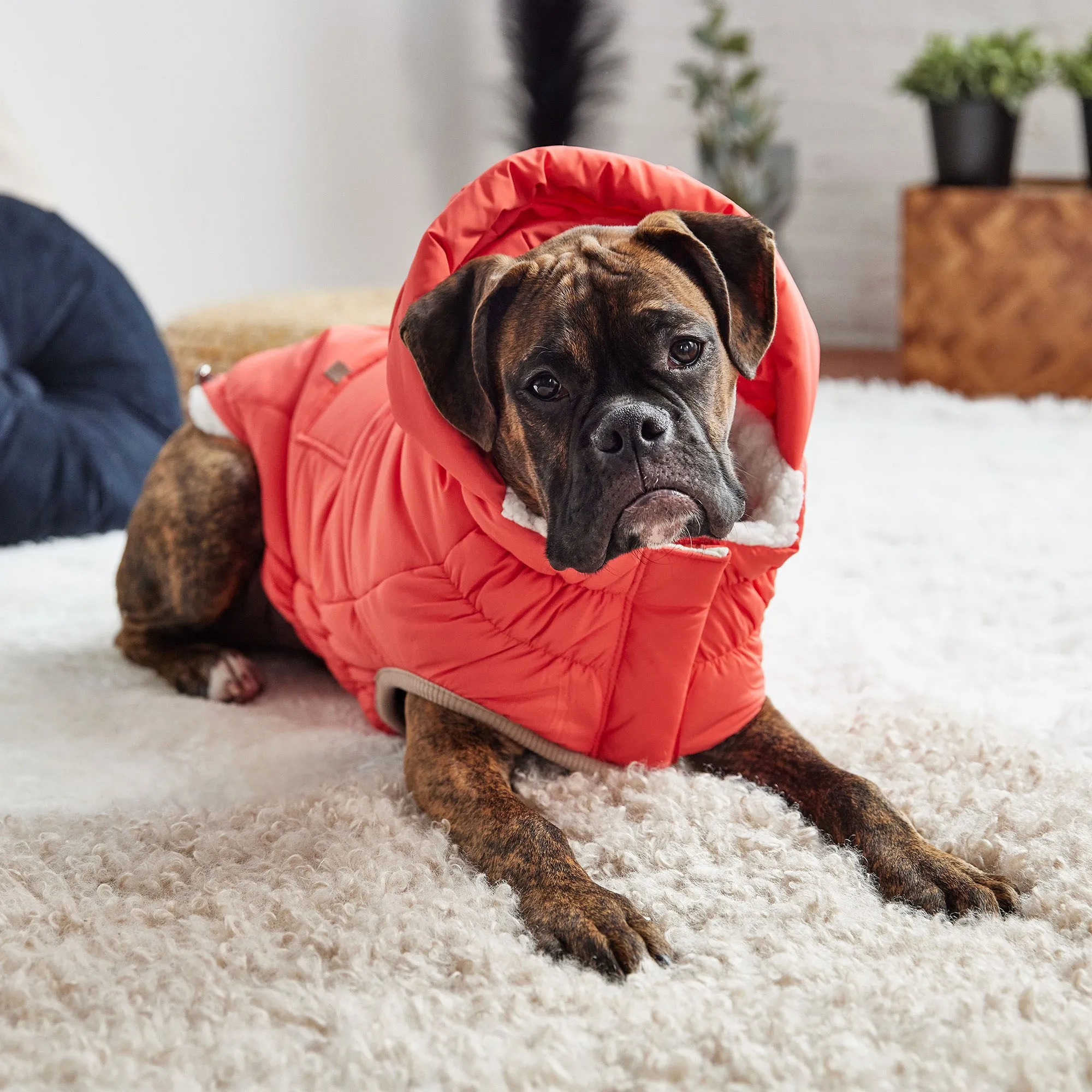 InFiber™ Nordic Dog Parka | Cayenne