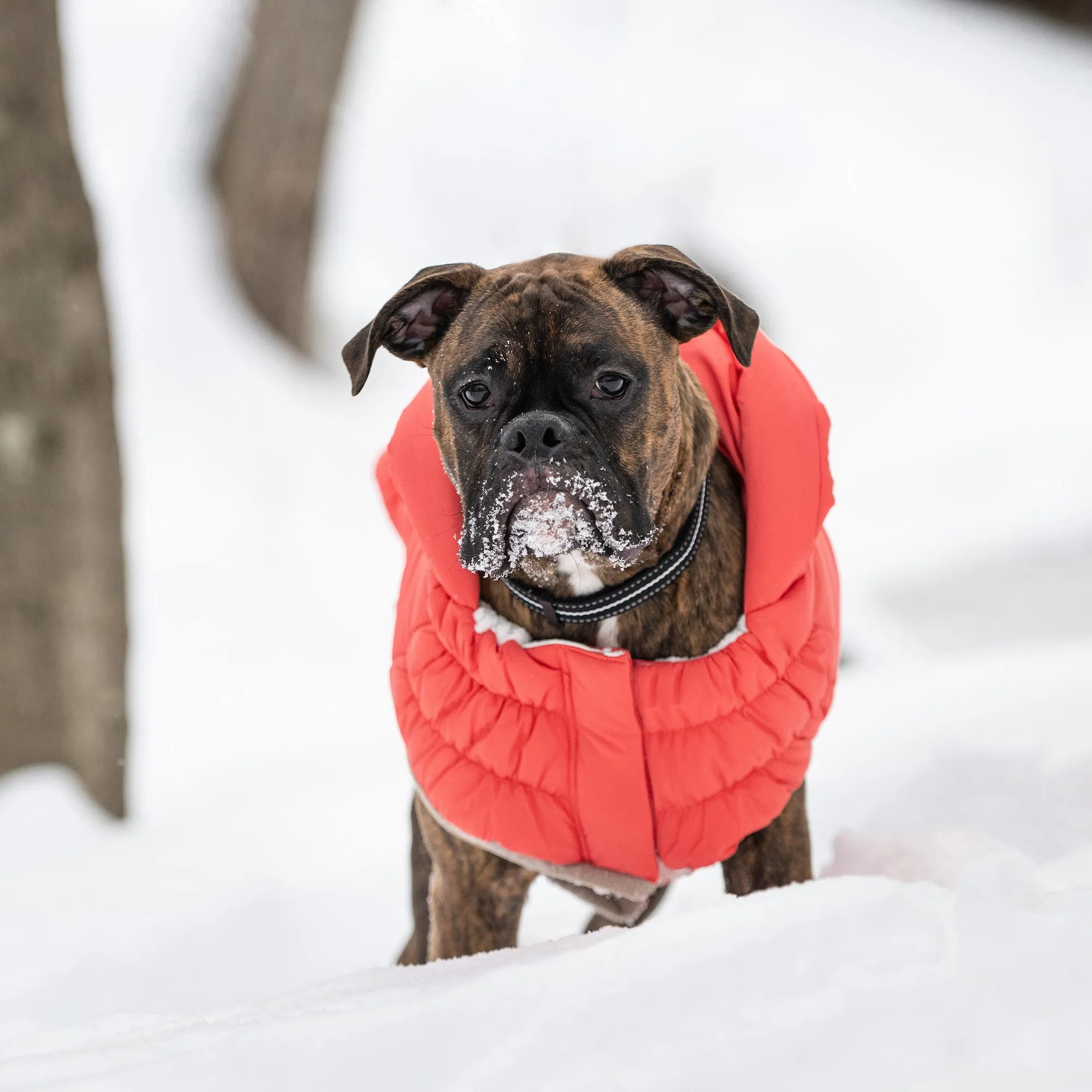 InFiber™ Nordic Dog Parka | Cayenne