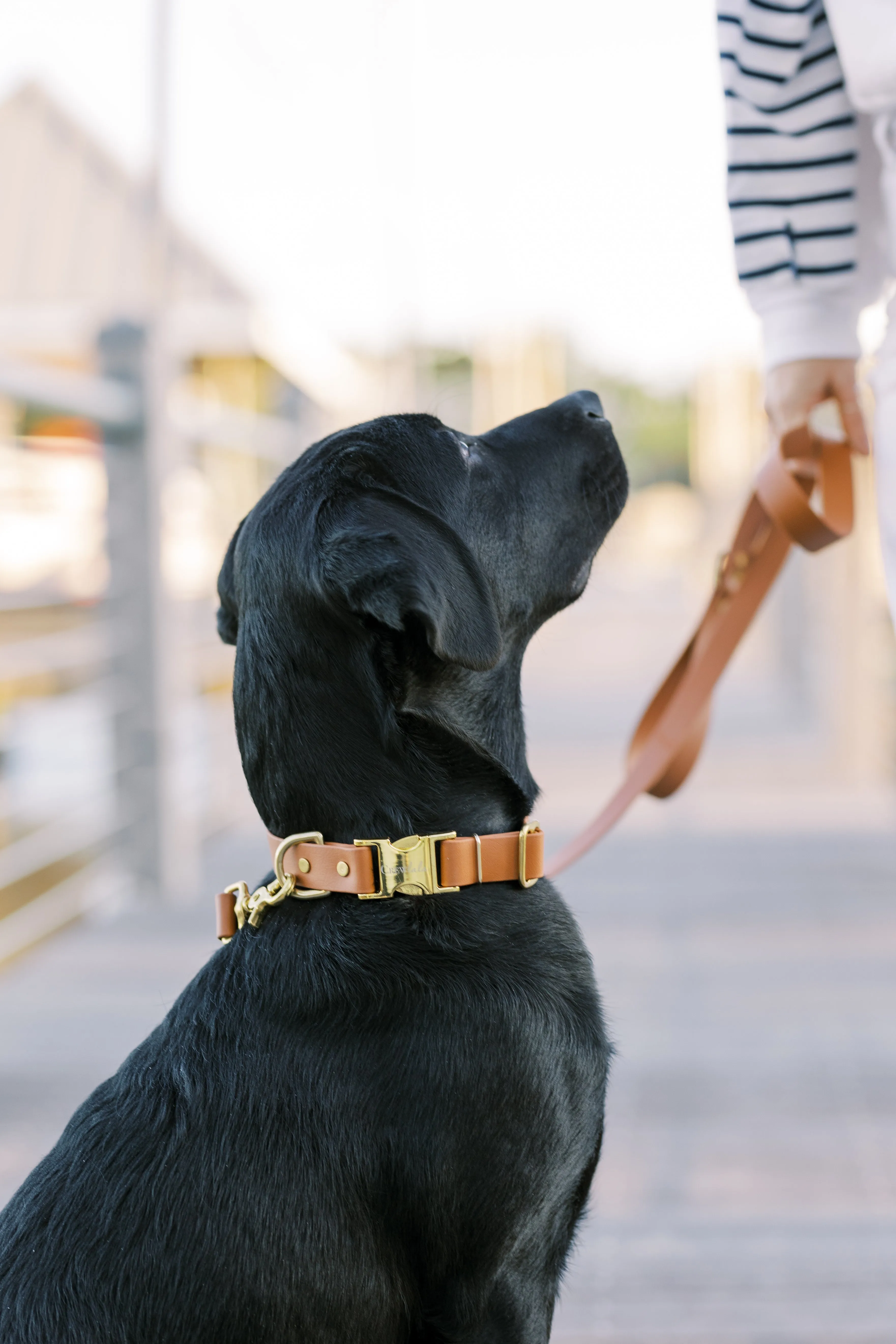 Tan Biothane Collar